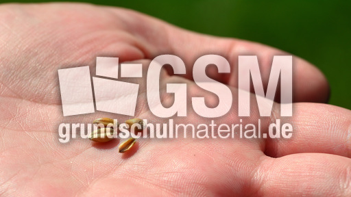 Weizenkörner (3).jpg